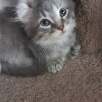ADORABLE! RARE Dwarf Highland Lynx Russian Blue Curl boy 