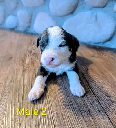 Purebred Old English Sheepdog Puppies - 3 Left, View more