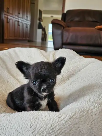 Our beautiful puppies are almost ready for their forever home. We have both females and males availa...