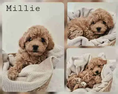 Toy Poodle Puppies, View more