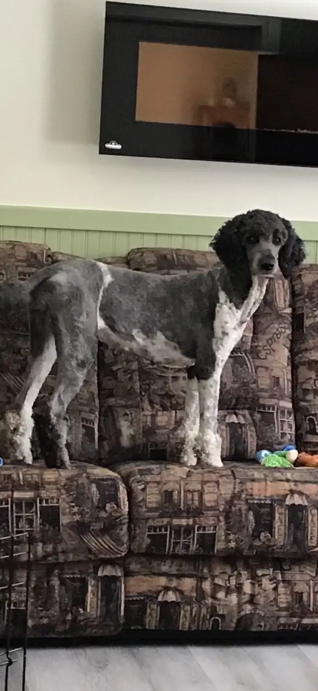 caniche royal (poodle) in Dogs & Puppies for Rehoming in Laurentides - Image 10