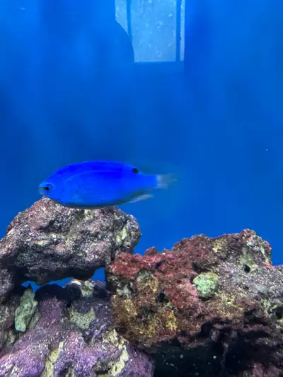 saltwater blue fish , View more
