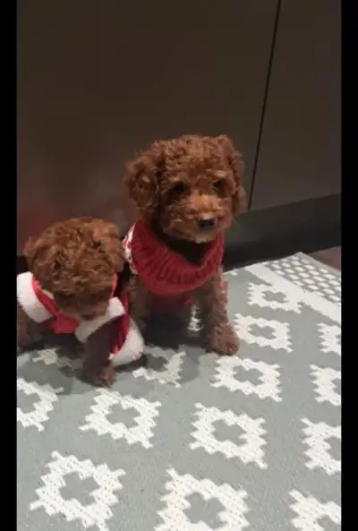 100% Purebred Red Toy Poodle Puppy Only 1 Left, View more