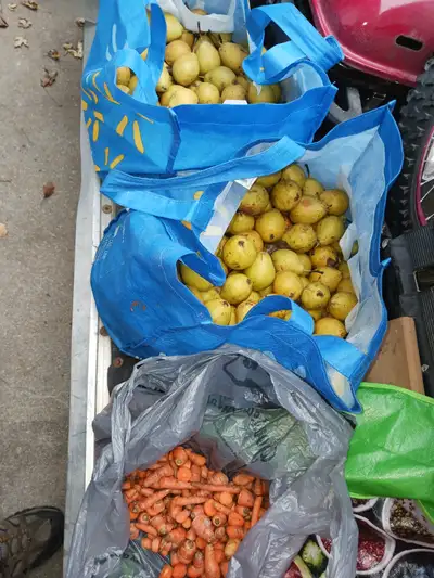 FREE - anjou pears, View more