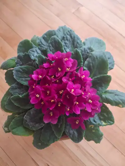 African Violet plant, View more