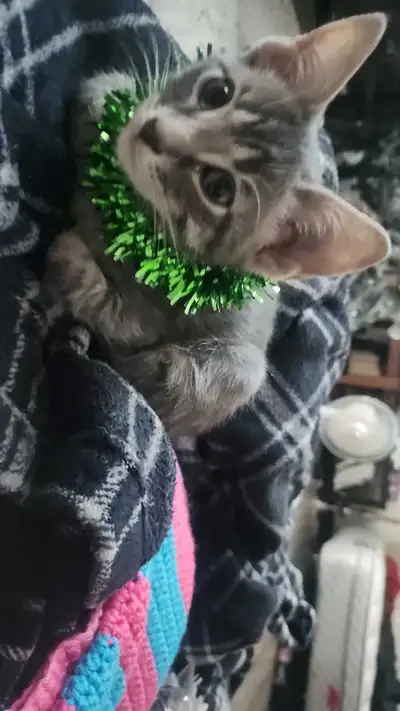 kitten needs home , View more