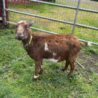 Nigerian Dwarf Goat Wether, 3 Years Old