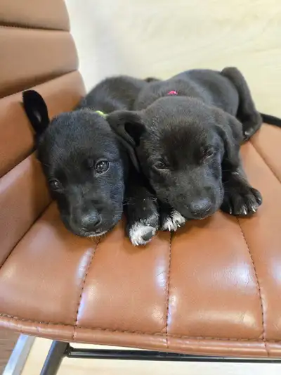 Mixed breed Puppy, View more