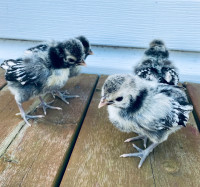 Silver Laced Polish Chicks