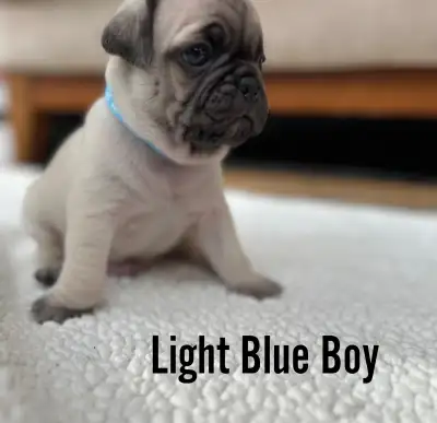 We have a litter of 6 beautiful male pugs for sale. Beautiful fawn and brindle colours. We require a...