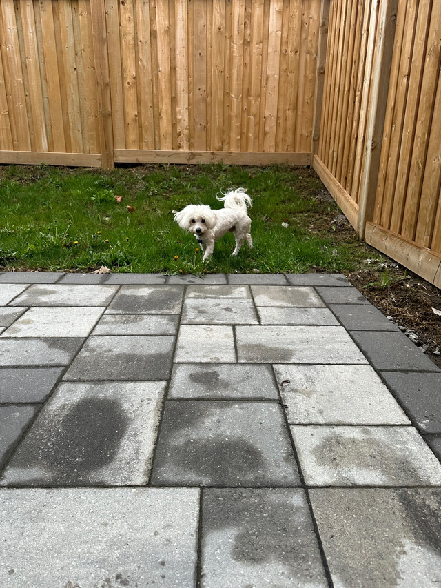 One year old puppy  in Dogs & Puppies for Rehoming in Markham / York Region - Image 2