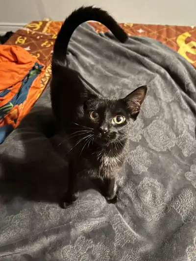 Female Kitten , View more