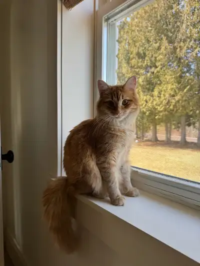 Beautiful Orange Kitty looking for new home, View more