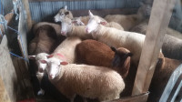 Sheep and Goat hoof trimming / Deworming