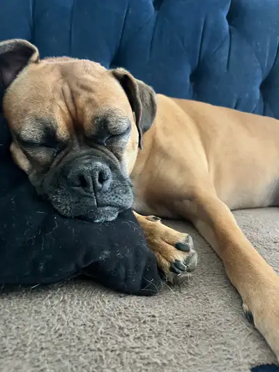 boxer terrier for rehome, View more