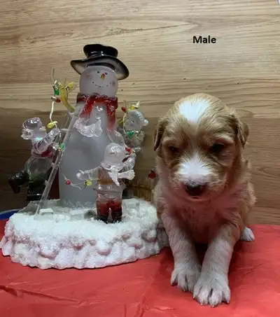 Sheltie / Poodle Cross Puppies, View more