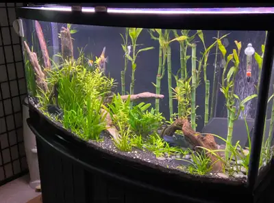 75 GALLON BOW FRONT AQUARIUM $1000, View more