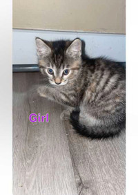 1 Baby kitten for sale (female)