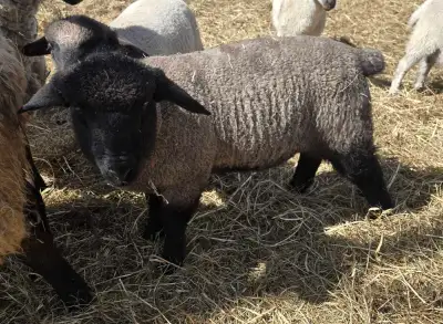 Suffolk Ram lambs, View more