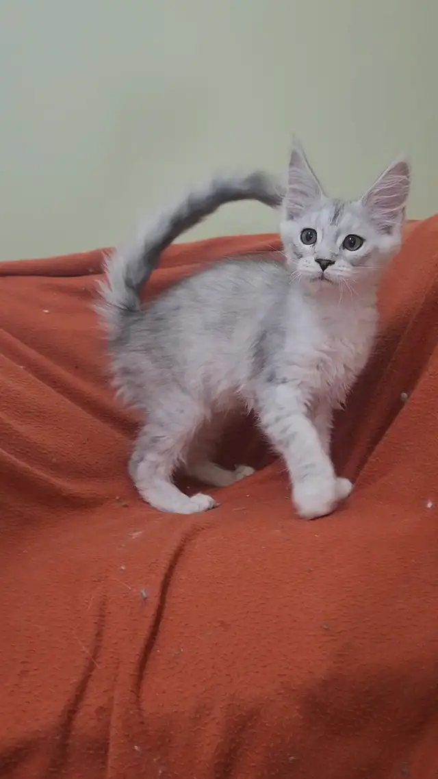 Maine Coon