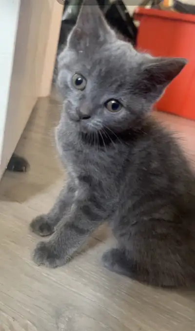 Kittens ready for there forever homes!! I have a female calico , a male Russian blue and 2 male tabb...