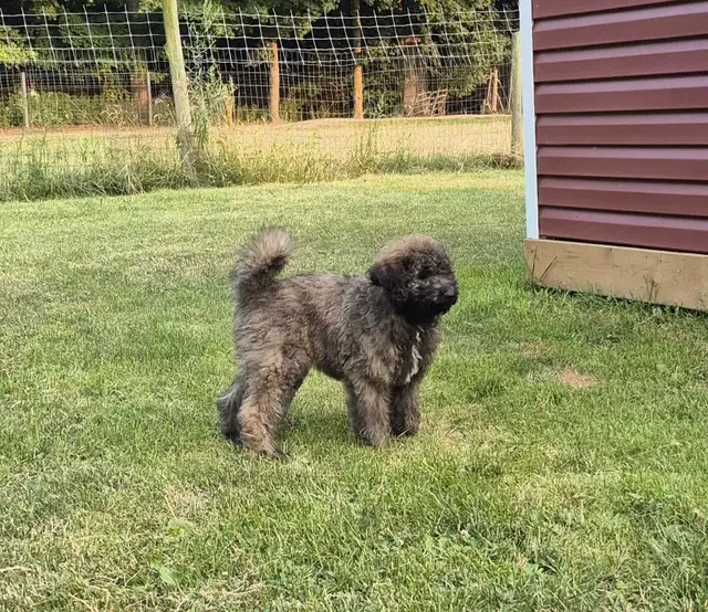 Shepherd/Rotti mix Poodle puppy for rehoming in Dogs & Puppies for Rehoming in Hamilton - Image 4