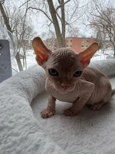 Gollum male sphynx a vendre, View more