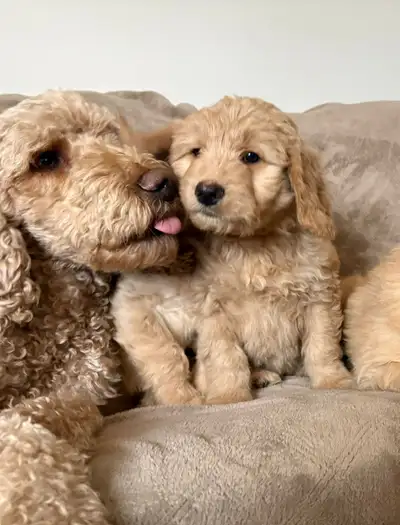 Golden Doodle pups, Ready to go!, View more