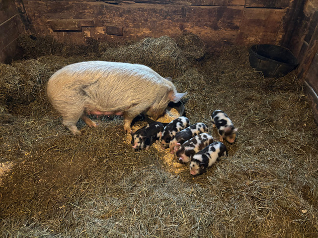 KuneKune piglets and sows in Livestock in Leamington - Image 2