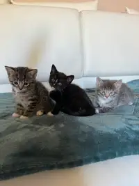 Free kitten if one can watch after the mother for 2 months