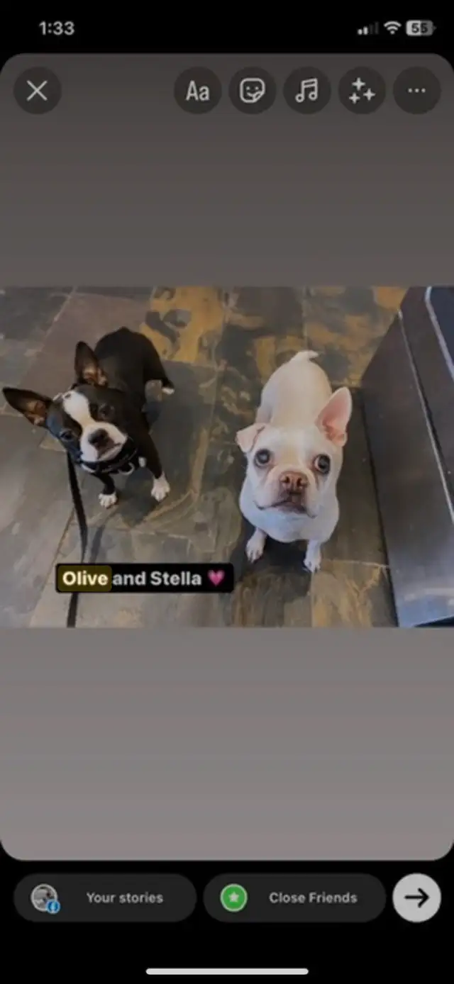Boston terrier in Dogs & Puppies for Rehoming in Hamilton - Image 6