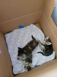 Free kittens 