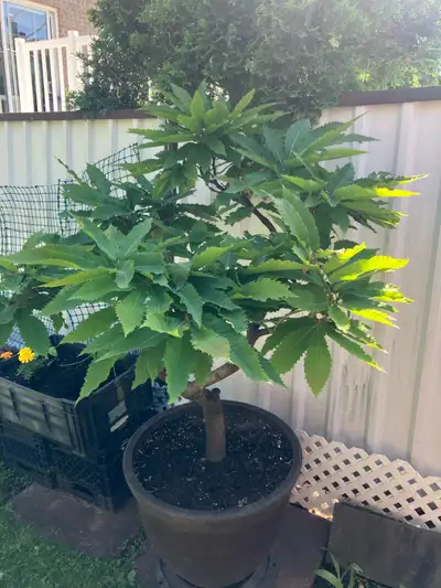 Japanese Chestnut Tree, View more