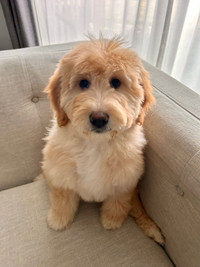 Ready to go home!! 11 week old female F1b Goldendoodle puppy 