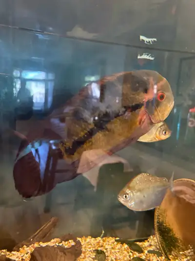 Chocolate Cichlid, View more