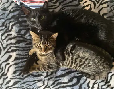 Cat Boarding Services, View more