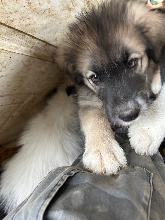 4 boys left!! - Romanian Mioritic Shepherd/Maremma puppies! in Dogs & Puppies for Rehoming in Oshawa / Durham Region - Image 4