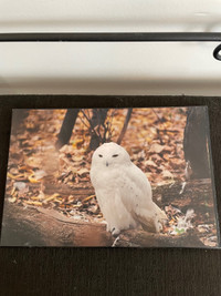 Snowy Owl photo print, 8" x 12", mounted on .5" thick  board