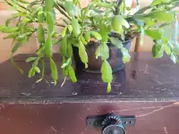 Cactus de Noël avec pot en fonte de 10"