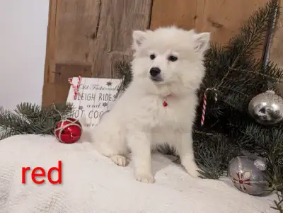 American Eskimo Puppies, View more