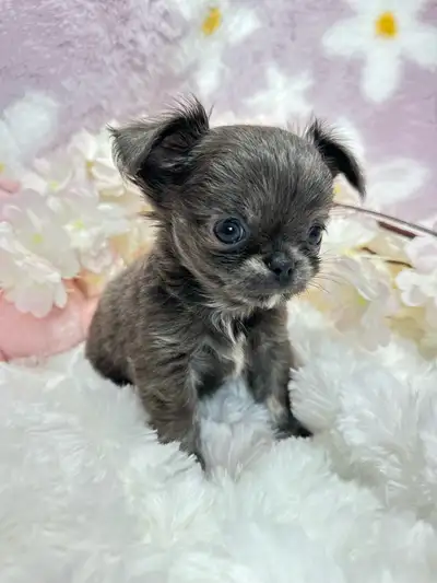 1 female 4male blue tri, cream/white  Chihuahua puppie Applehead, View more