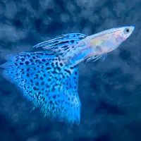 High-Grade Guppies for Enthusiasts