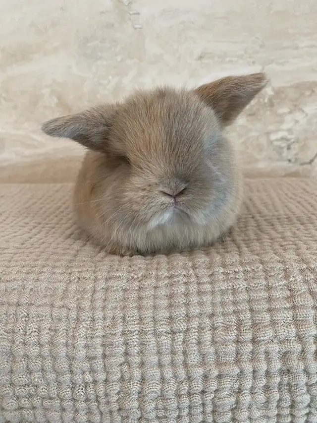 purebred holland lop bunny in Small Animals for Rehoming in Mississauga / Peel Region - Image 3