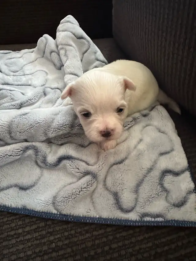 Purebred Maltese Puppies For Sale in Dogs & Puppies for Rehoming in Oshawa / Durham Region - Image 5