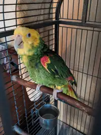 Willy, a Long-Term Companion Parrot for ADOPTION
