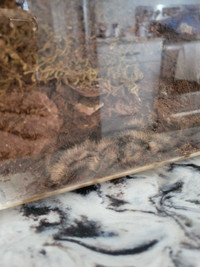Female curly haired tarantula 