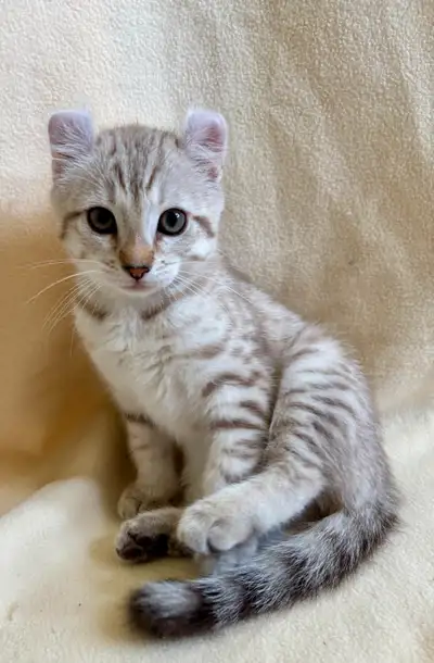 Gorgeous Highland Lynx Kittens . Red Leopard Female available . Blue male and Blue female have been...