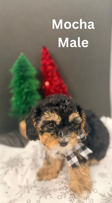 Rare Toy Cavapookies ready to go, View more