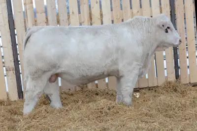 charolais yearlings , View more