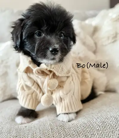 Toy Aussie doodles, View more